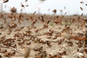 地狱模式开启，非洲遭遇25年来最严重蝗灾