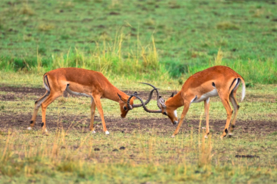 庆渝当年：国庆最悔夺权晚，俞渝更恨嫁错郎