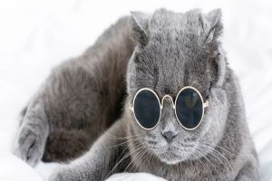 猫盲盒、猫奶茶、猫汉服......喵星人正在统治地球|千亿猫经济观察