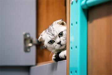 猫屎“铲”出千亿生意，智能硬件解锁新财富密码｜宠物新观察