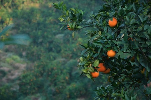 岚江科技完成数百万元天使+轮融资，熊猫资本独家投资