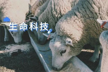 昆虫生物科技公司「BlueProtein」完成千万元天使+轮融资,解决人类社会蛋白增量需求
