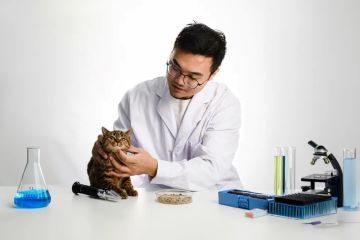 观潮星探|对话半边野兽：科学家天团下场，国产宠粮步入功能化时代